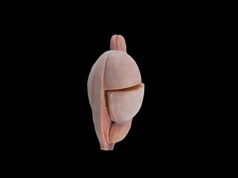 soft testis anatomy model