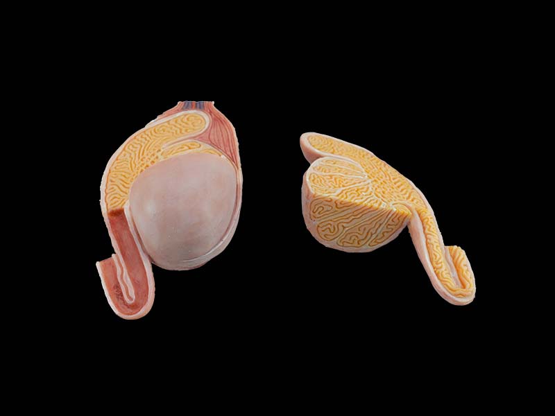 soft testis model