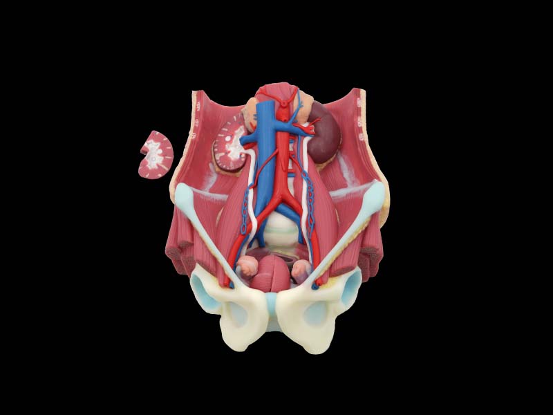 Soft Urinary System Anatomy Model