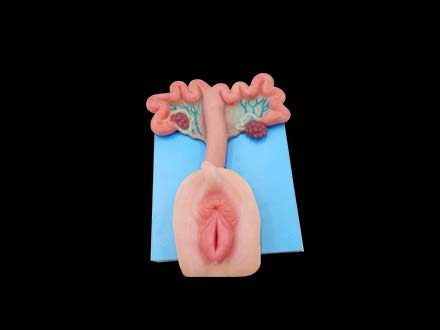 Soft Sow Artificial Insemination Model