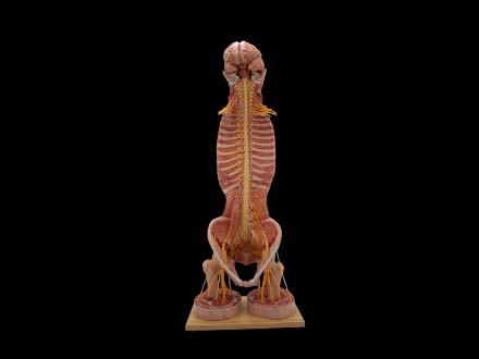 Silicone Spinal Cord and Spinal Nerve Anatomy Model
