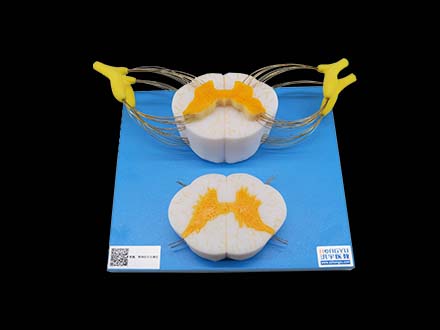 Spinal Cord and Spinal Nerve Branch Model