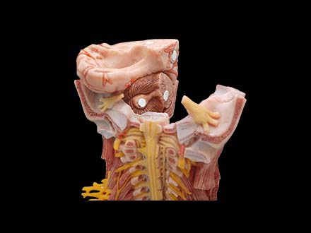 Spinal Cord and Spinal Nerve Anatomy Model Price