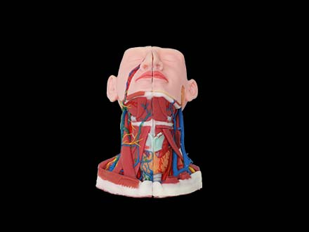 Structure and Sagittal Section of Anterior Cervical Region Model