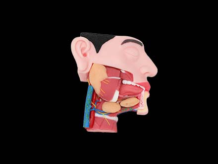 Submandibular Triangle Model