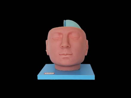 Superior Sagittal Sinus and Falx Cerebri Human Model