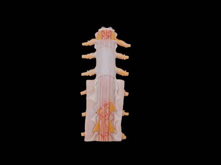 Tunica of Spinal Cord Model