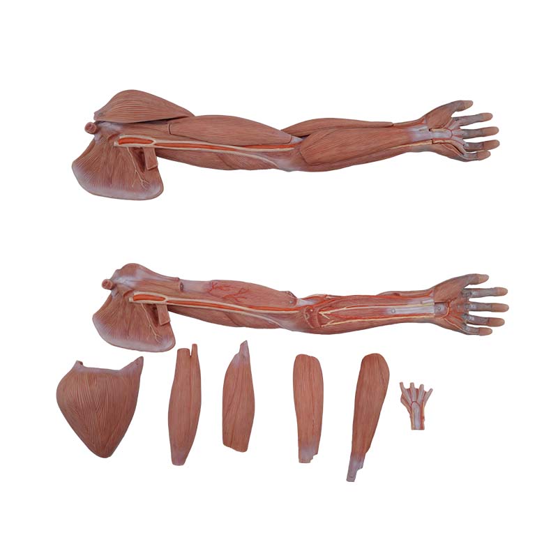 upper limb anatomy model