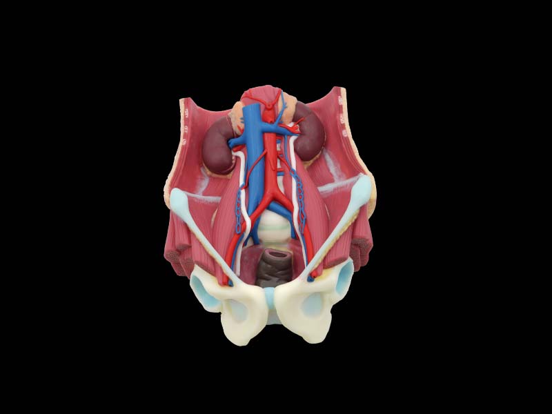 Urinary System Anatomy Model